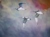 "Godwits"