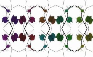 "The Vine Collective"