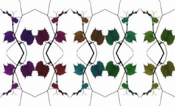 "The Vine Collective"