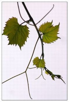 "Grapevine"