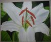 "Lilly"