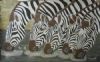 "Zebras drinking water"