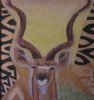 "Kudu Bull"