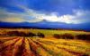"Stellenbosch Vineyards"