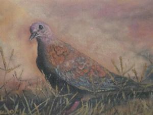 "Little Dove"