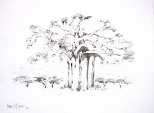 "Bushveld Baobab"
