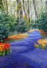 "River of Flowers"
