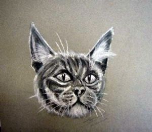 "Cat Grey"