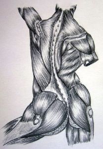 "Body Muscles 1"