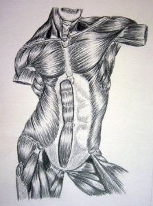 "Body Muscles 2"