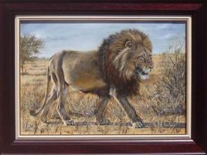 "Kalahari Lion"