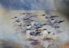 "Terns on the Lagoon"