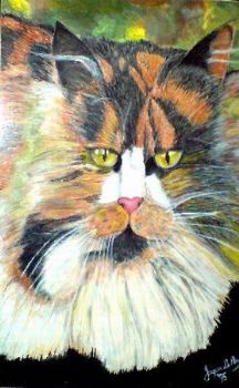 "Staring Cat"