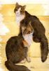 "Twosome"