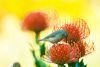 "Double collared sunbird sitting on a pincushion"