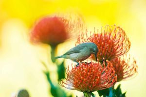 "Double Collared Sunbird Sitting on a Pincushion"