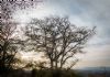 "Winter Tree"