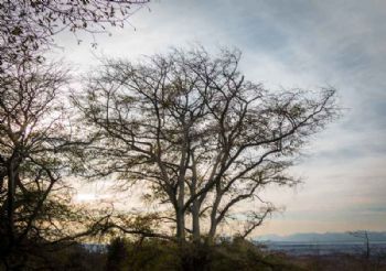 "Winter Tree"