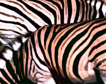 "Zebra"