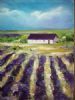 "Lavender Fields 1"