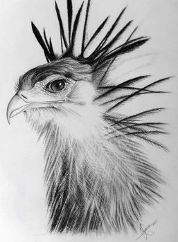 "Secretary bird"