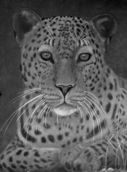 "Leopard"