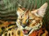 "Serval Cat Spitting a Warning"