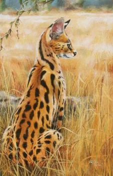 "Alert Serval Cat"