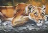 "Lioness Resting on a Tree Trunk"
