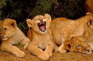 "lion 02"