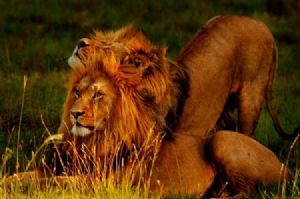 "Lion 03"