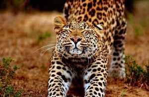 "Leopard 02"