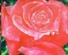 "Red Rose"