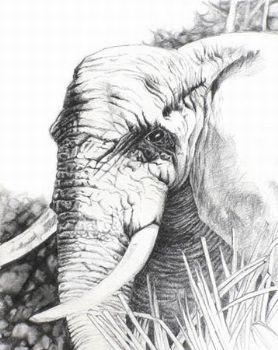 "Ellie Among the Ilala Palms"