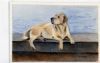 "Labrador On Harbour Wall"