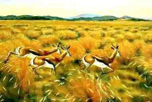 "Springbok Sprinting in the Veld"