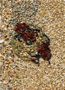 "Dung beetles"