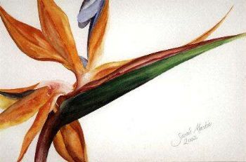 "Strelitzia 2"