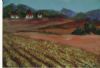 "Kalahari Vineyard"