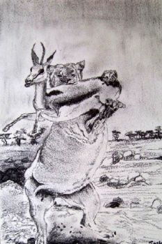 "Springbok Caught"