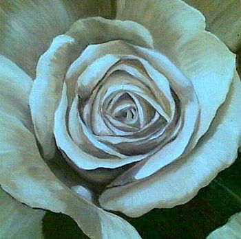 "Rose 24"