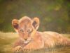 "Lion Cub Resting"