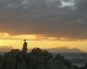 "Gull's View"