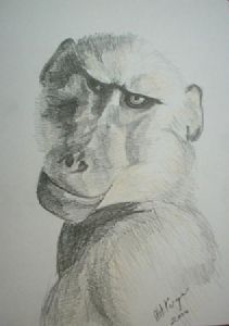 "Baboon 2"