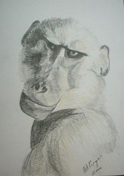 "Baboon 2"