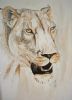 "Lioness 2"