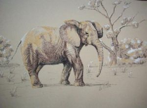 "Baby Elephant"