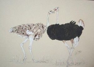 "Ostrich Pair"
