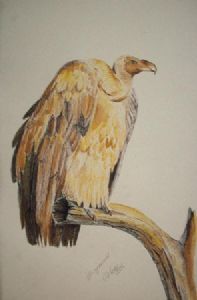 "Vulture"