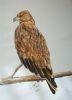 "Hawk"
